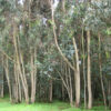 Bosques de eucaliptos en Pallasca