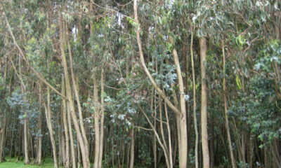 Bosques de eucaliptos en Pallasca