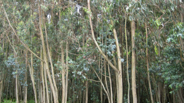 Bosques de eucaliptos en Pallasca
