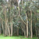 Bosques de eucaliptos en Pallasca
