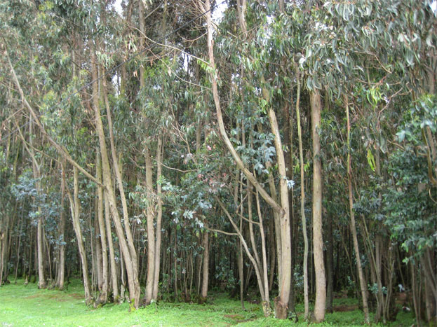 Bosques de eucaliptos en Pallasca