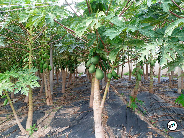plantacion-de-papayas