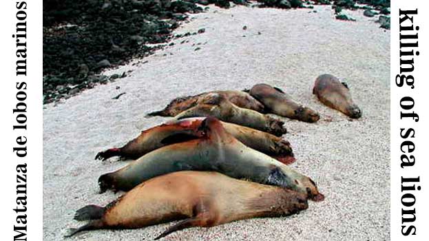 matanza-de-lobos-marinos-en-chimbote