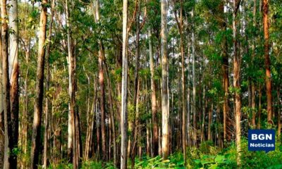 Venta de madera de la comunidad de Pallasca bajo sospecha