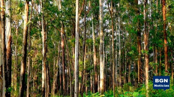 Venta de madera de la comunidad de Pallasca bajo sospecha