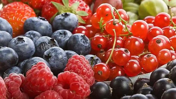 Perú inicia exportación de arándanos y langostinos a China