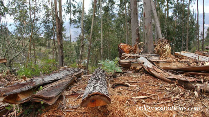 Pallasca: Fiscalía investigará tala de árboles indiscriminada de eucaliptos  (video) | Bolognesi Noticias