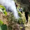 Efectivos de la PNP realizan la incineración de plantones de marihuana hallados en Pallasca Áncash