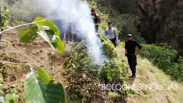 Efectivos de la PNP realizan la incineración de plantones de marihuana hallados en Pallasca Áncash