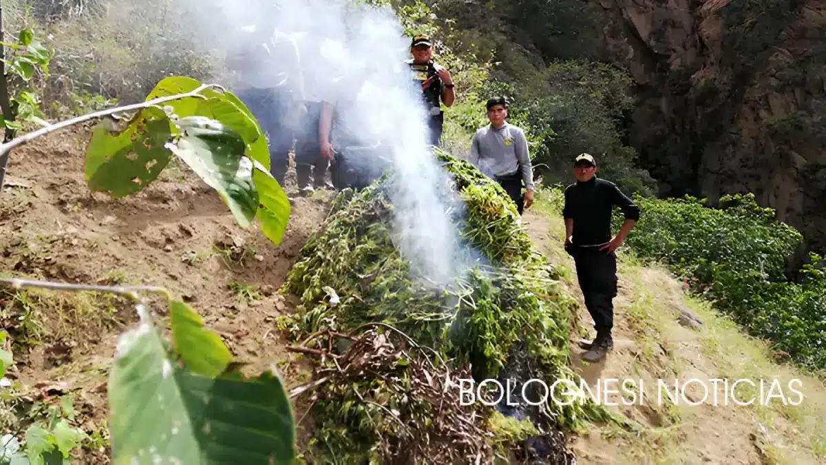 Efectivos de la PNP realizan la incineración de plantones de marihuana hallados en Pallasca Áncash