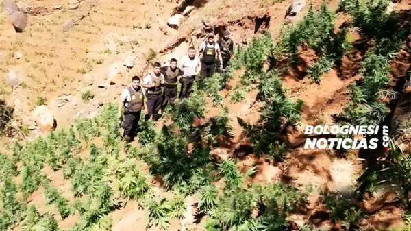 Áncash: Policía halla 5,900 plantones de marihuana en Conchucos (Video)