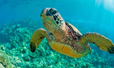 Tortugas marinas en peligro de extinción