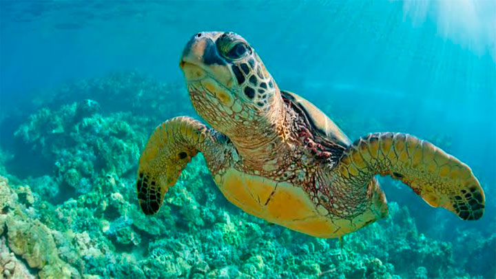 Tortugas marinas en peligro de extinción