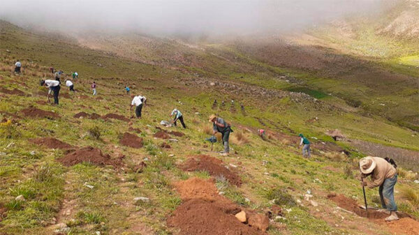 Áncash: Agro Rural instala 55 mil plantones ante lluvia y heladas