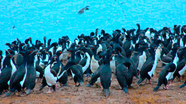 hallan más 400 aves marinas muertas en Huarmey presuntamente para consumo humano