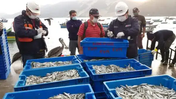 Fiscalía del Santa exhorta a pescadores de Casma y Huarmey a respetar la veda del pejerrey en Áncash