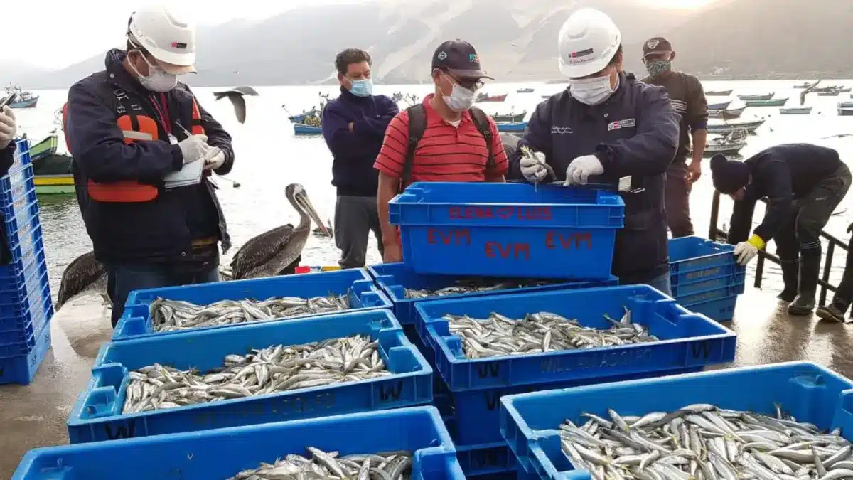 Fiscalía del Santa exhorta a pescadores de Casma y Huarmey a respetar la veda del pejerrey en Áncash