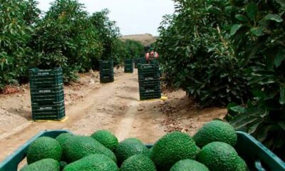 Perú exportador mundial de paltas