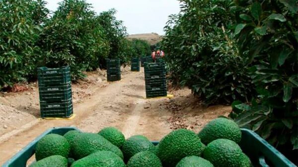 Perú exportador mundial de paltas