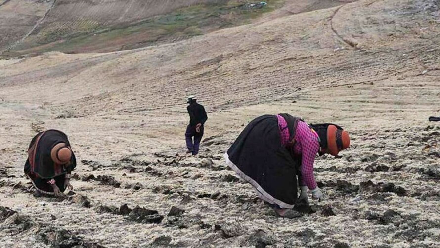 Gobierno declara en emergencia 226 distritos por falta de lluvias