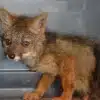 Rescatan zorro costeño en cautiverio
