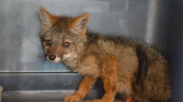 Rescatan zorro costeño en cautiverio