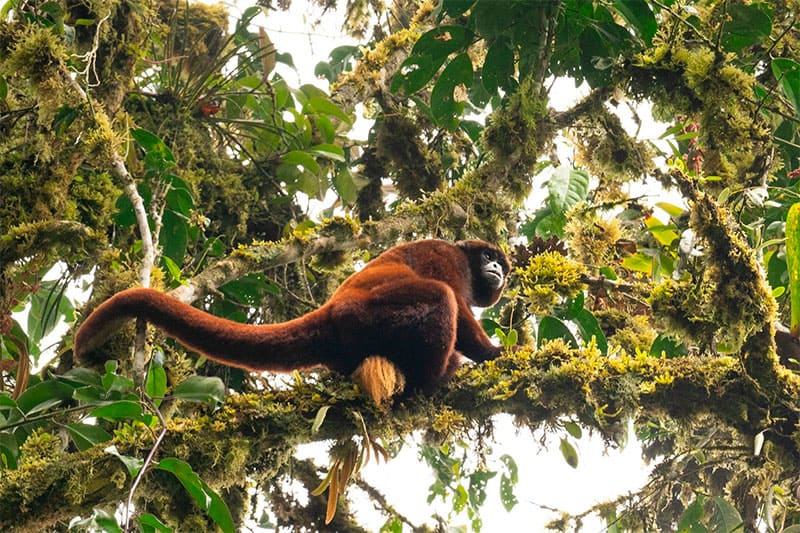 Mono choro de cola amarilla en peligro de extinción.