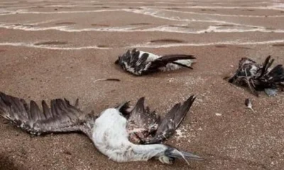 Aves muertas son recogidas en las playas de Huarmey