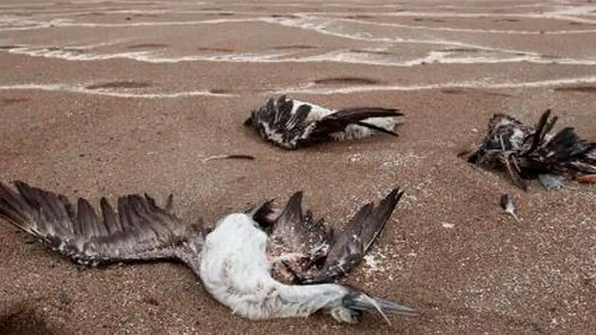 Aves muertas son recogidas en las playas de Huarmey