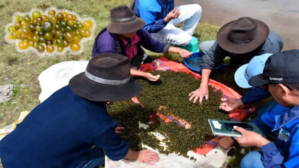 El «Cushuro», ayuda a fortalecer los huesos y desintoxica el organismo