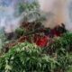 Incineran plantaciones de marihuana en Conchucos