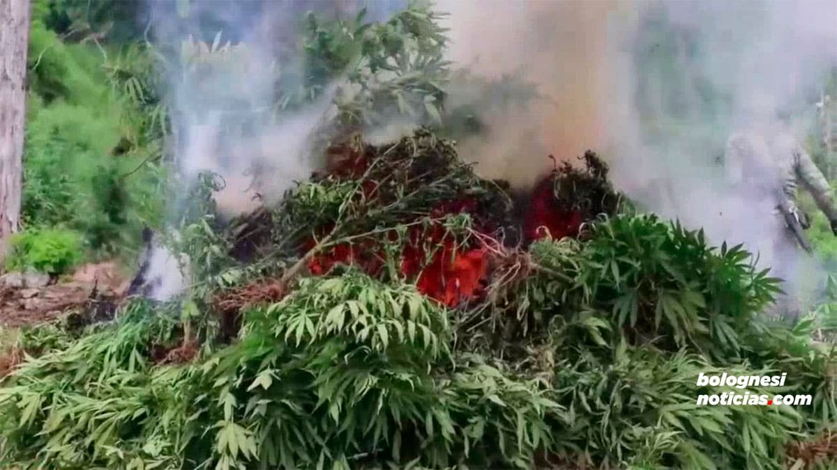 Incineran plantaciones de marihuana en Conchucos