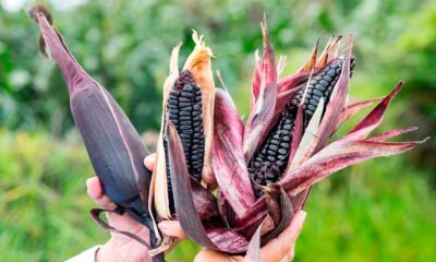 Las propiedades anticancerígenas del maíz morado