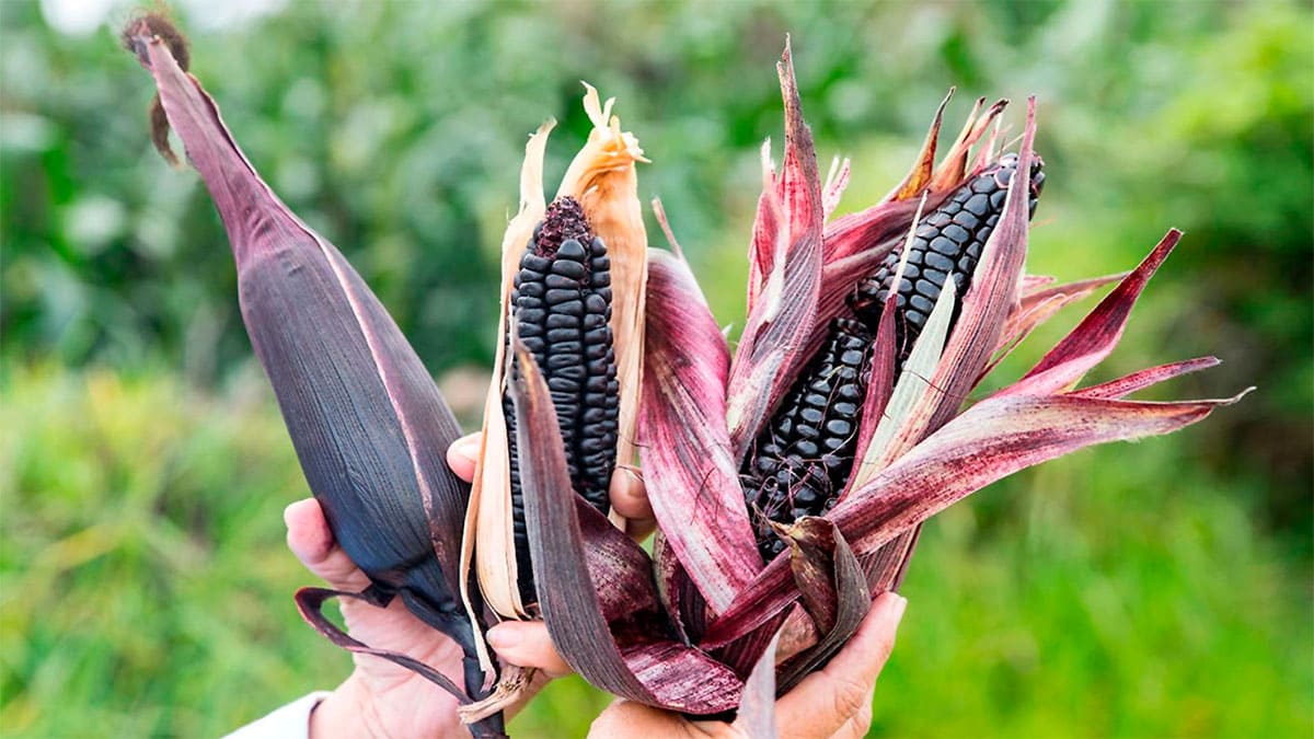 Las propiedades anticancerígenas del maíz morado