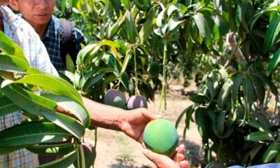 Producción de mangos, afectada por el Fenómeno El Niño