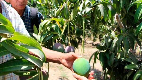 Producción de mangos, afectada por el Fenómeno El Niño