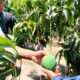 Producción de mangos, afectada por el Fenómeno El Niño