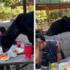 Oso come tacos de una familia visitante a parque en México
