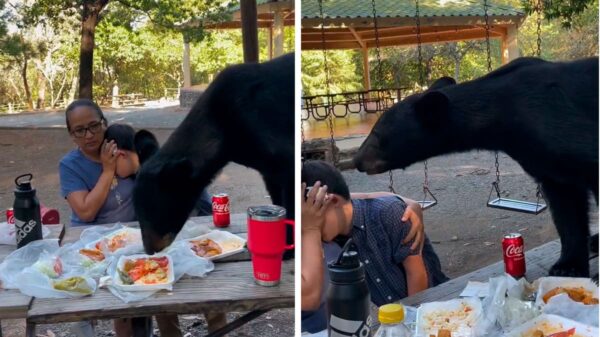 Oso come tacos de una familia visitante a parque en México