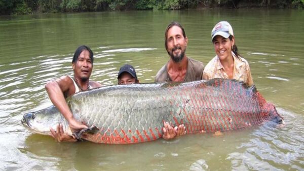 Recuerdan veda del paiche en la Selva peruana.