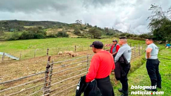 Jauría de perros ataca a ovejas en Cabana, Pallasca