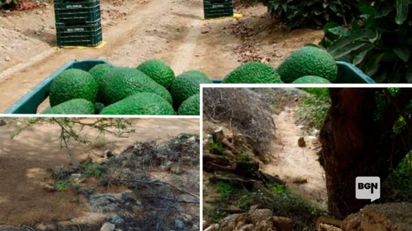 canal de riego afectado por lluvias intensas