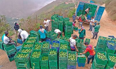 Precio de paltas de exportacion favorece a pequeños agricultores.
