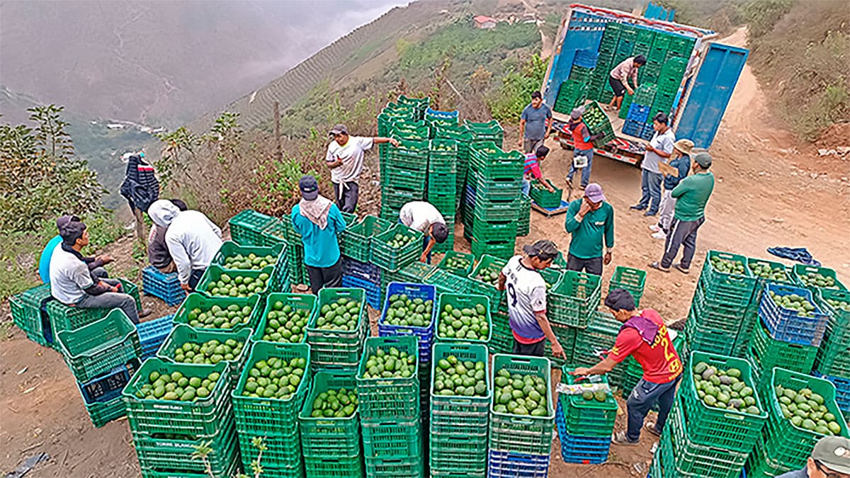 Precio de paltas de exportacion favorece a pequeños agricultores.
