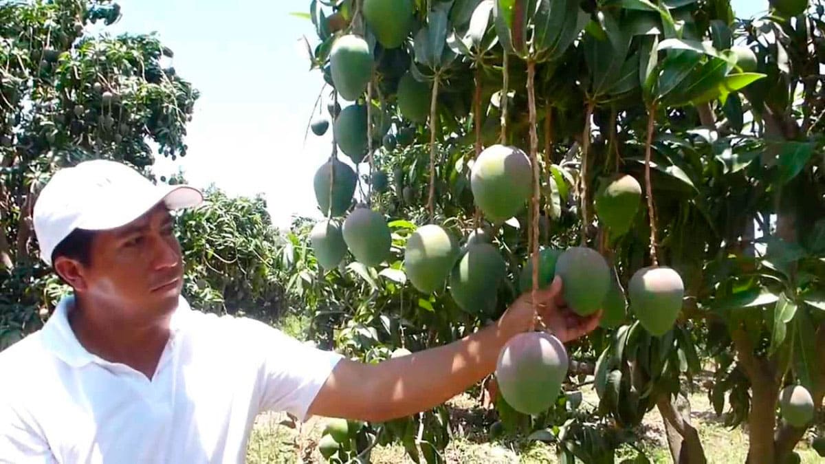 Denuncian robos en plantación de mangos.
