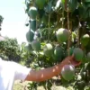 Agricultores de Casma enfrentan el robo de mangos ante ausencia de autoridades