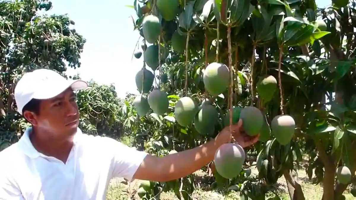 Agricultores de Casma enfrentan el robo de mangos ante ausencia de autoridades