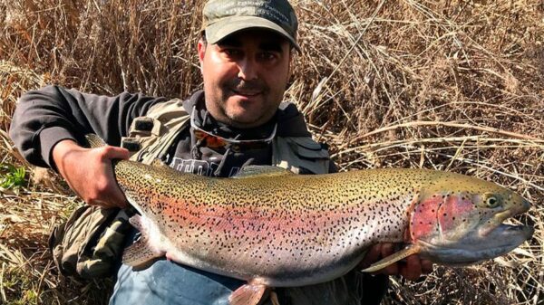 Disponen veda de la trucha arcoiris en Áncash