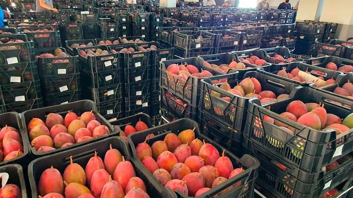 Productores de mangos de Casma logran altos precios.