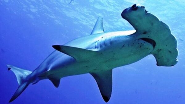 Fijan cuota de captura para el tiburón martillo para el 2024